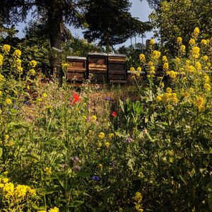 CONTAO_NATURE_THEME_Bienenstöcke_in_Wildblumenwiese