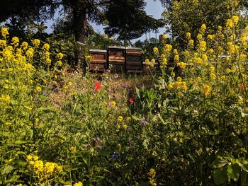 CONTAO_NATURE_THEME_Bienenstöcke_in_Wildblumenwiese