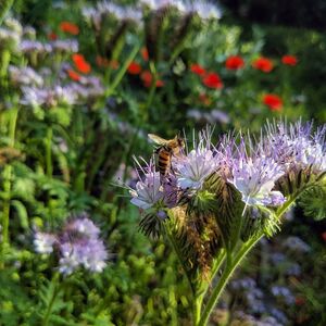 CONTAO_NATURE_THEME_Biene_an_Bienenfreund